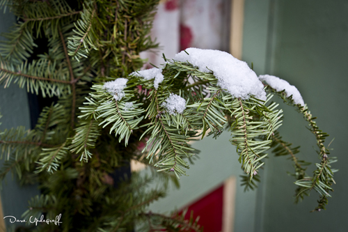 Snow covered greenery