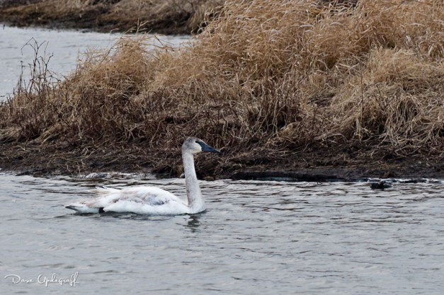 A young swan @ Hurstville