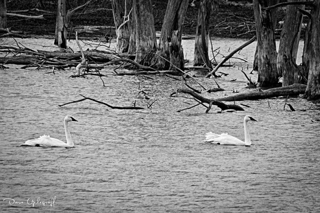 A pair of swans @ Hurstville