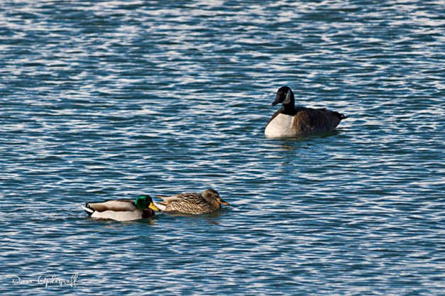 Ducks at the 14th Street pond