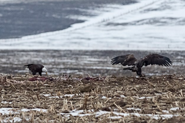 Eagles feeding