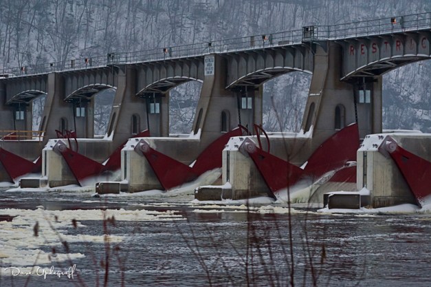 Eagles-01-21-2012-1A Lock and dam 11