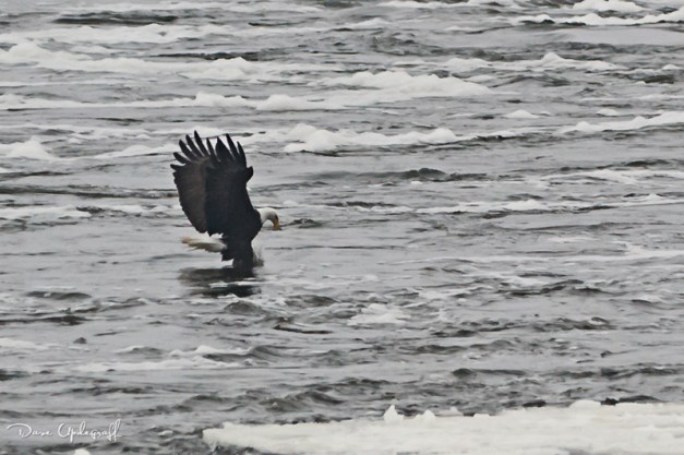 Eagles-01-21-2012-B The grab