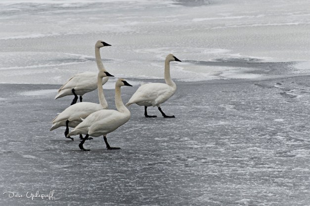Walking Swans