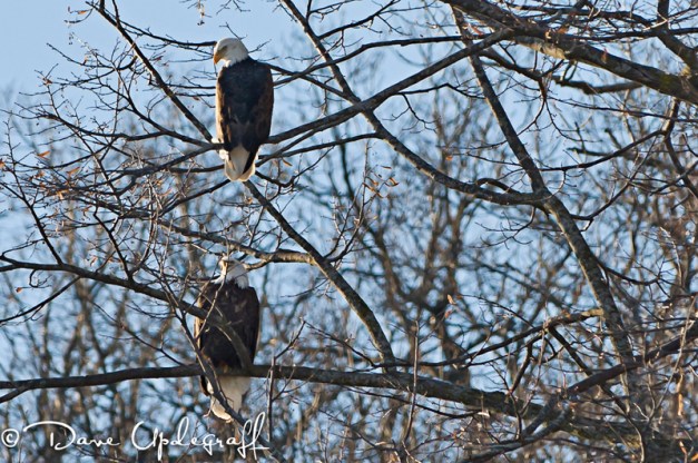 Sunday_-_January_29__2012-A A pair of Eagles sitting in a tree