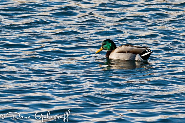 Sunday_-_January_29__2012-AA A lone Mallard Duck