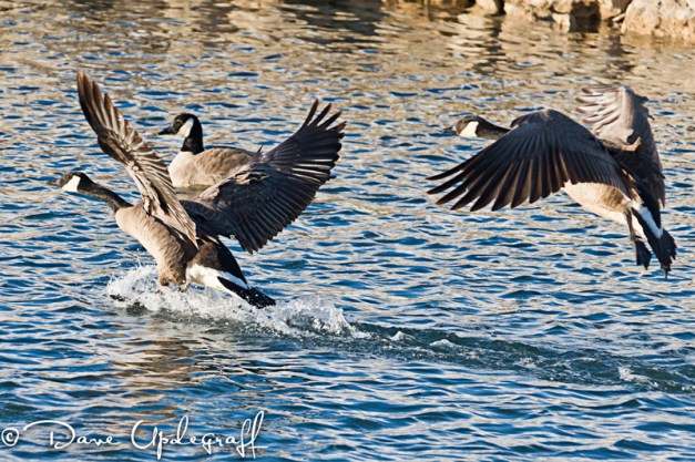 Sunday_-_January_29__2012-D Touch down