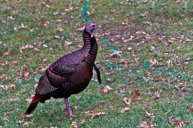Turkey-2012 Wild Turkey
