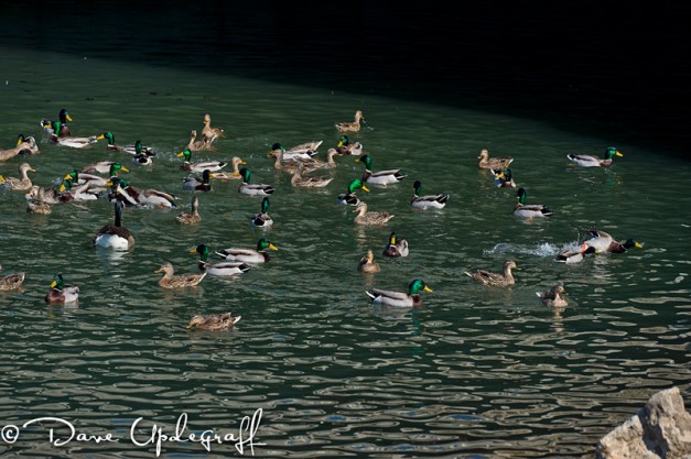Ducks at 14th Street Stream