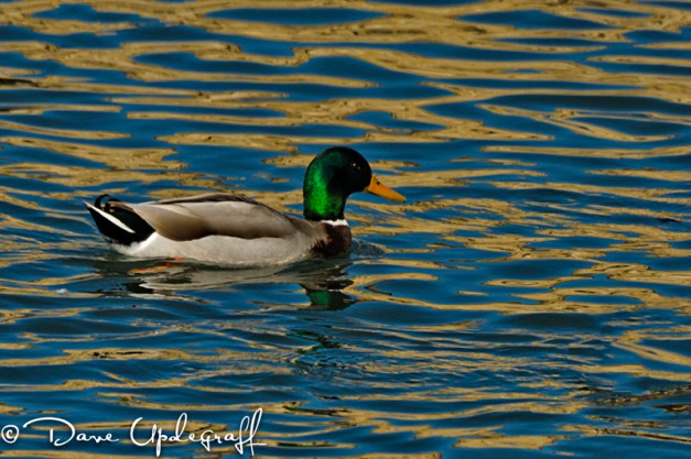 Just another Mallard Duck