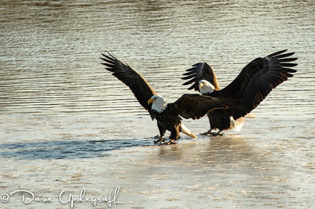 Eagles Ready To Defend