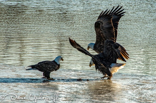 Eagles fight over the food