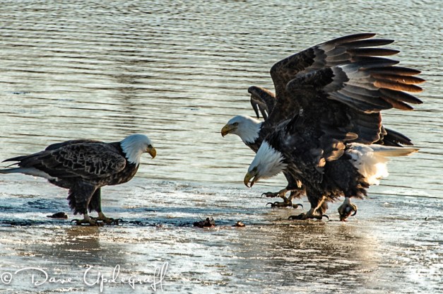 Eagles Posturing