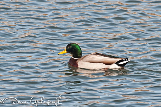 Mallard Duck