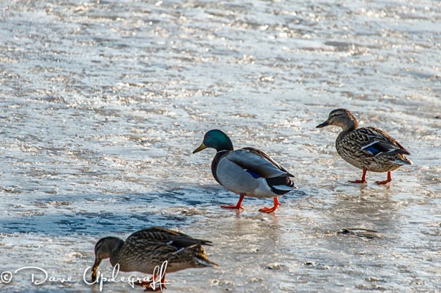 Ducks Looking For Food