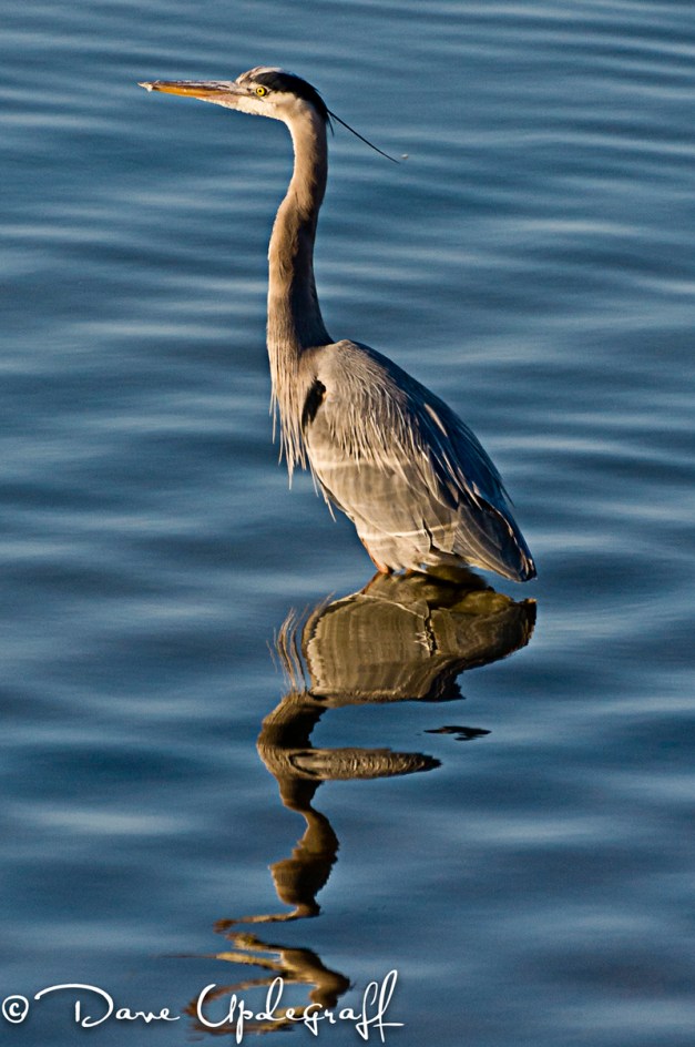 A Blue Heron