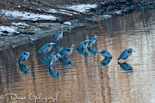 Blue Harons setteling in for the night