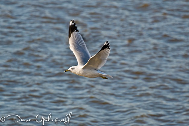 Ring Billed Gull Flying