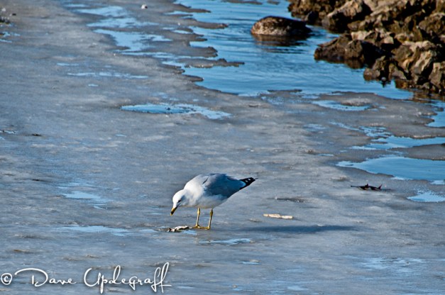 A Ring Billed Gull
