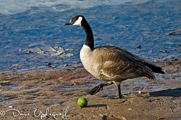 A goose and a tennis ball