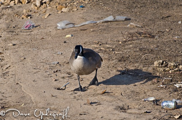 A goose walk amongst the junk