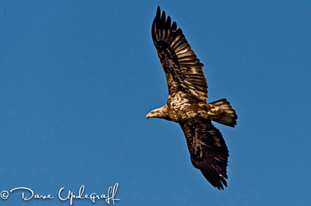Inmature Eagle Flies over the 16th Street Pond