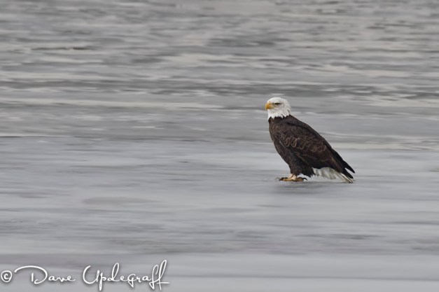Eagle Shot at Subula, Iowa