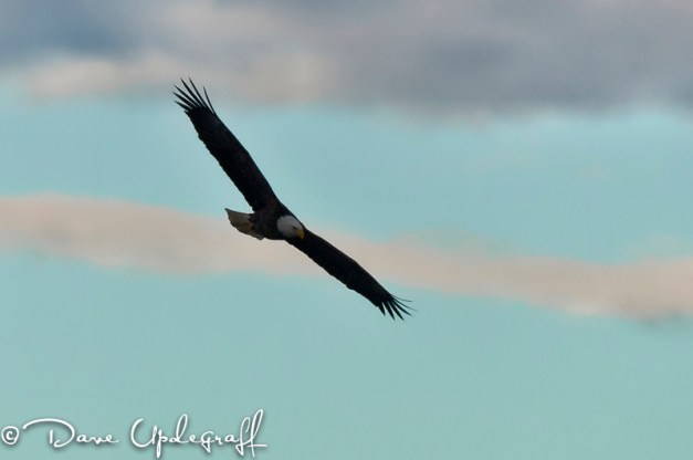 Eagle at Bellevue