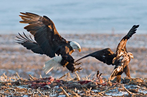 Eagles with a Tamron Lens