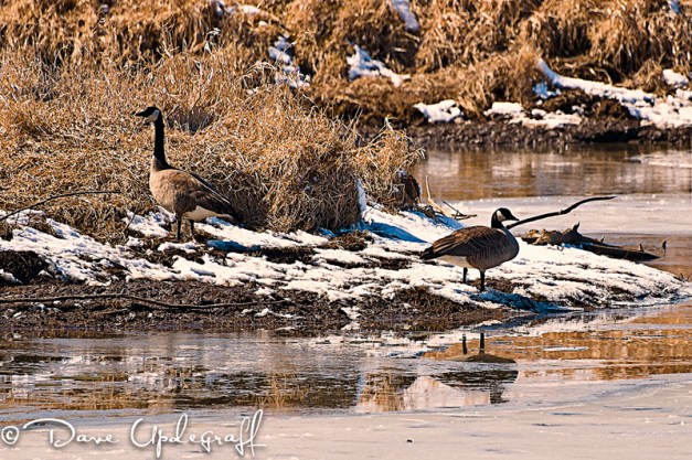 Some Geese at the Duck Pond
