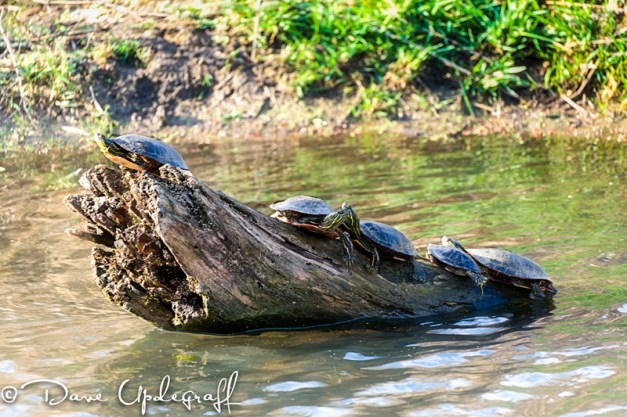 Sunning Painted Turtles
