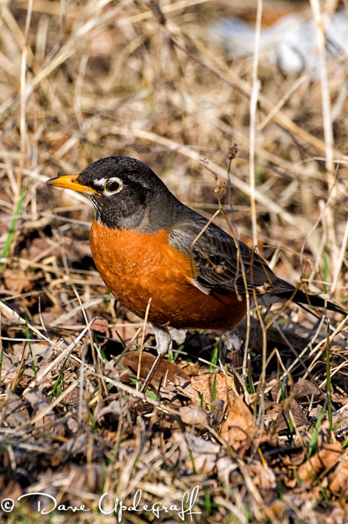 First Robin of Spring - 2012