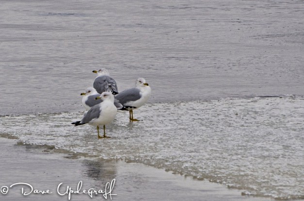 Gulls