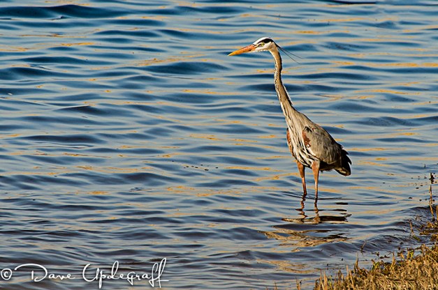 Blue Heron