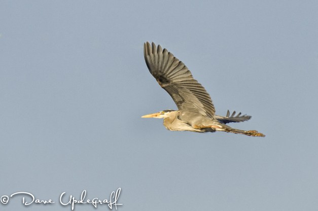 Blue Heron
