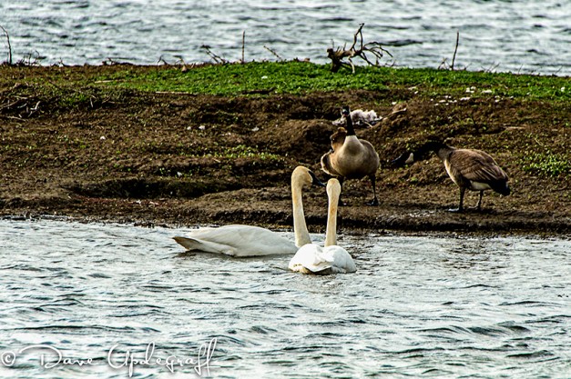 Mexican Stand Off with the Geese