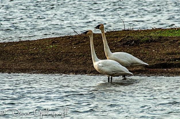 A pair of Trumpter Swans