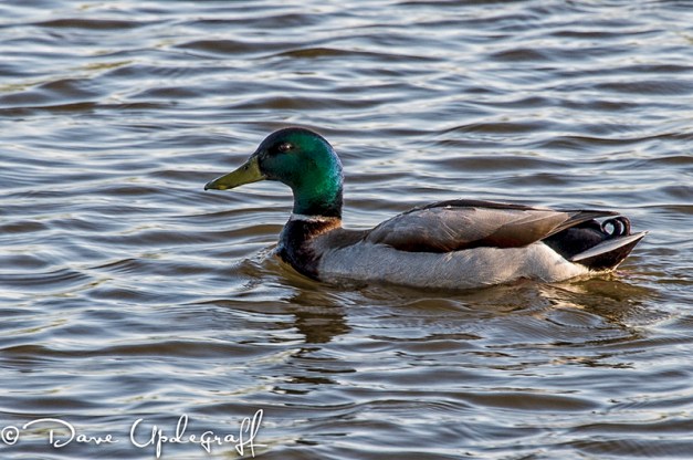 Ankey_Trip-045-17-2012-C Ankey Duck