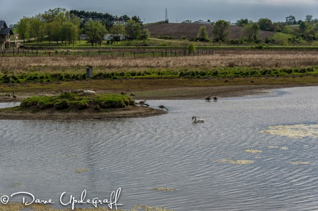 DuckPond-2012-C Low water level at the Duck Pond