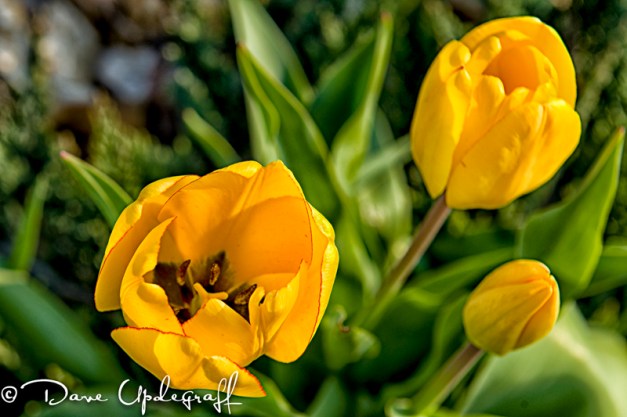 3 Yellow Tulips