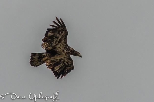 Friday-04-20-2012-2XA A young eagle hunts