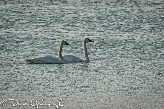 Resident Pair of Swans