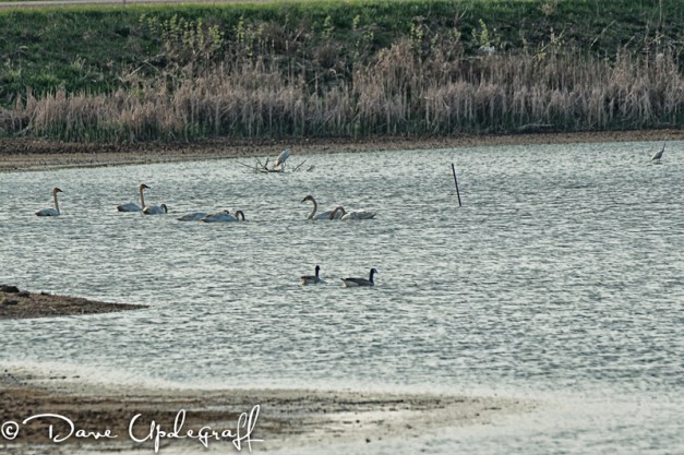 Swans, Herrons, and Geese