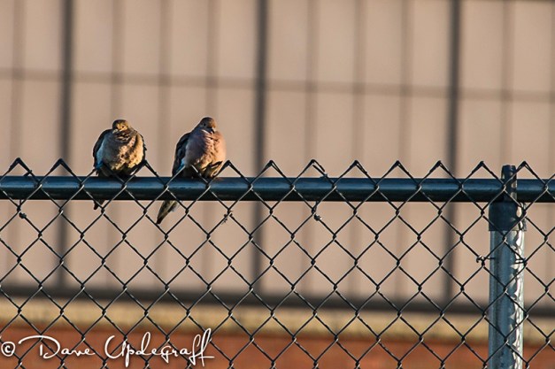 Two Doves On The Fence