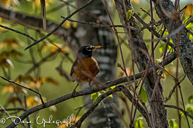 Common Robin