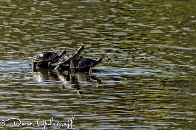 Three Turtles Sunning Themselves