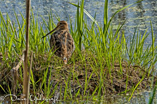 Long Billded Dowitcher