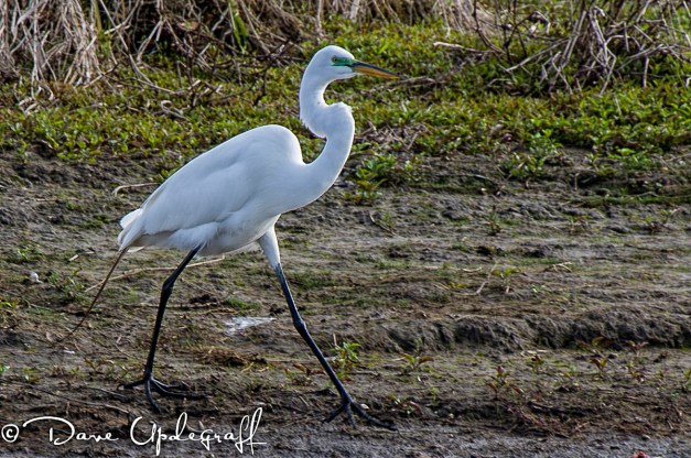 Great Egret On The Move
