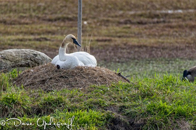 Female Swan Nesting At The Duck Pond
