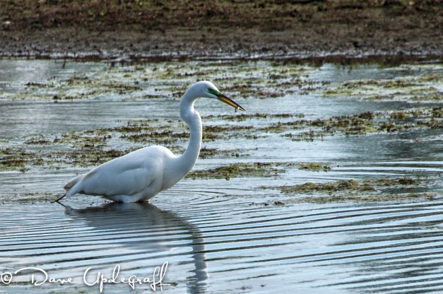 A Great Egret Eats At The Duck Pond
